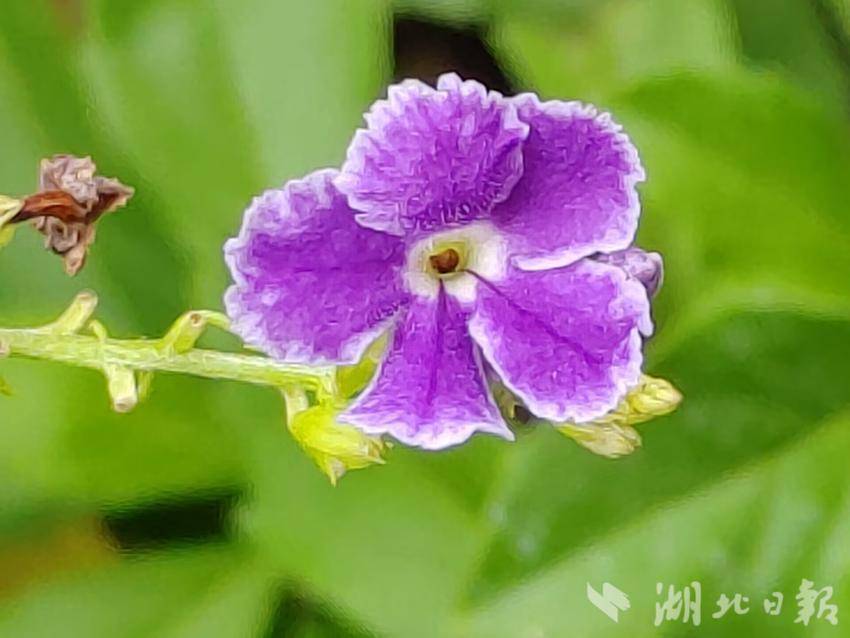 皇冠蛋糕充值卡